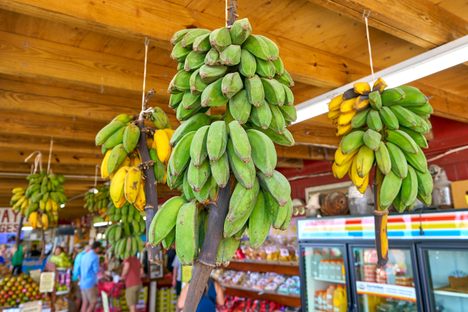 Destination Fruitopia: 7 Places for Fruit Fanatics in Florida