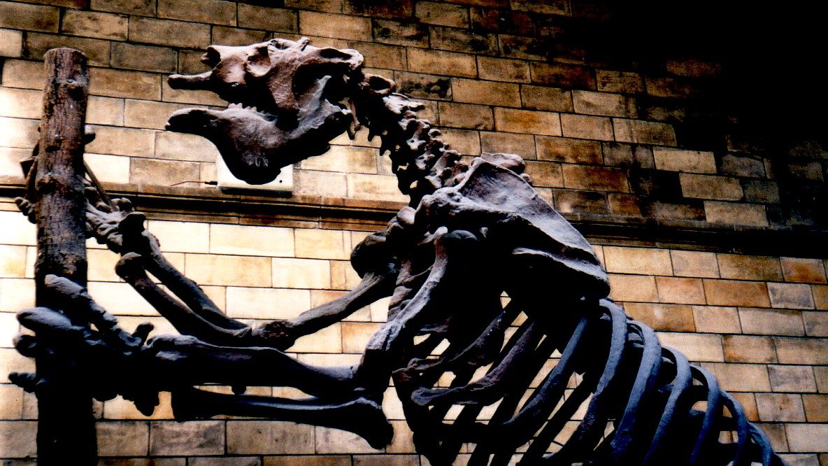 Another <em>Megatherium</em> on view at the Natural History Museum.