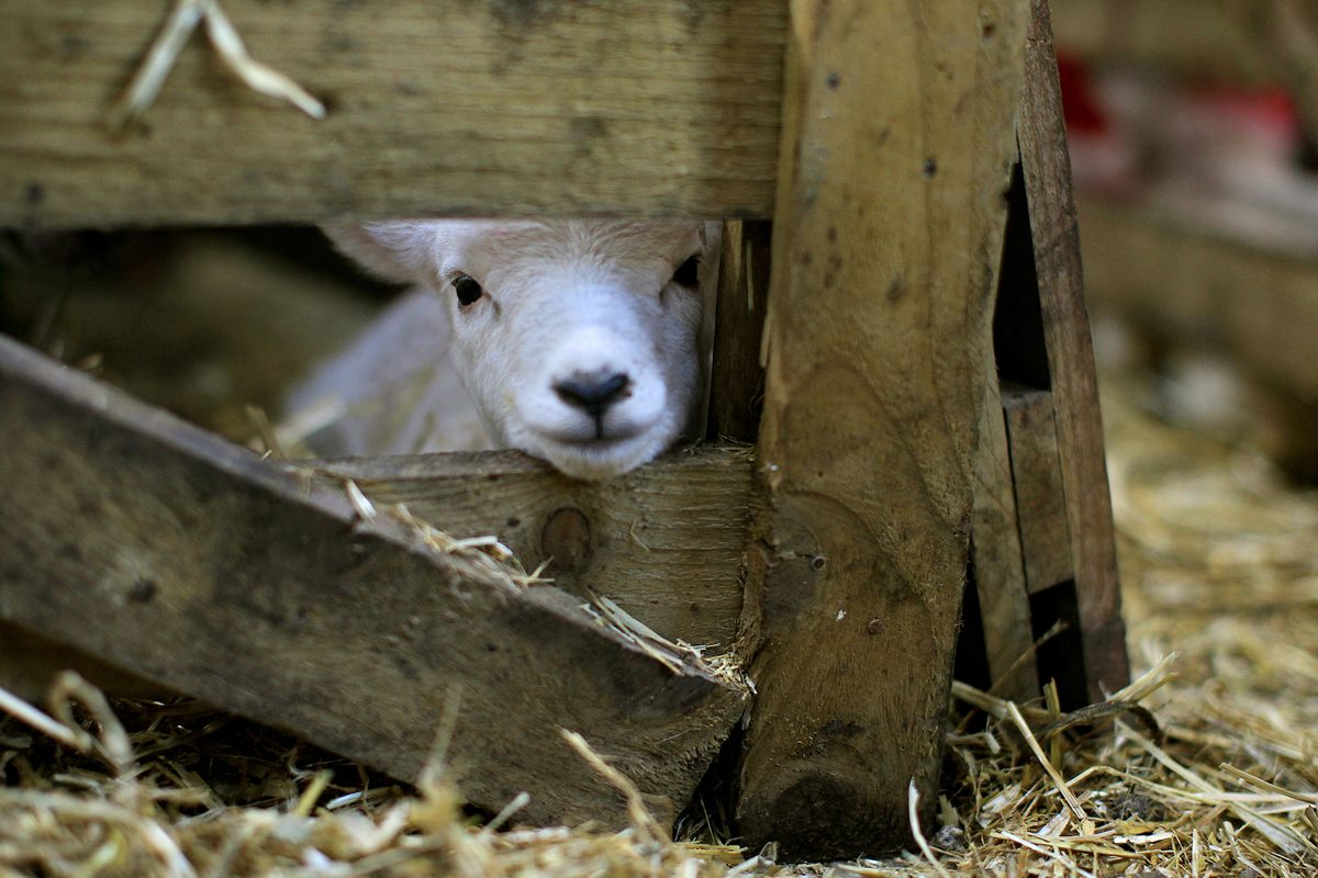 A newborn lamb peers through a pen during Ireland's lambing season, traditionally associated with the cross-quarter day of Imbolc, Feb. 1.