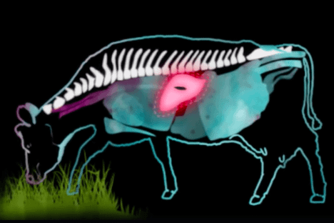 The Mind Control of the Lancet Liver Fluke