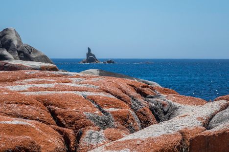 Lichen on granite