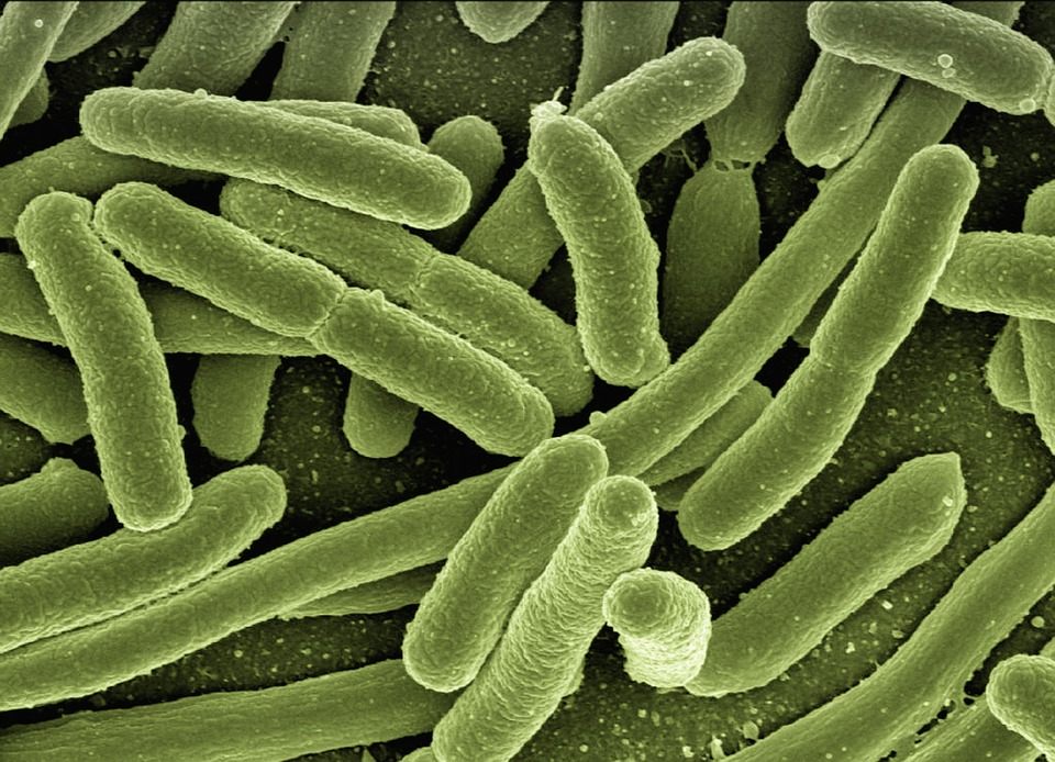 A happy E. coli family.