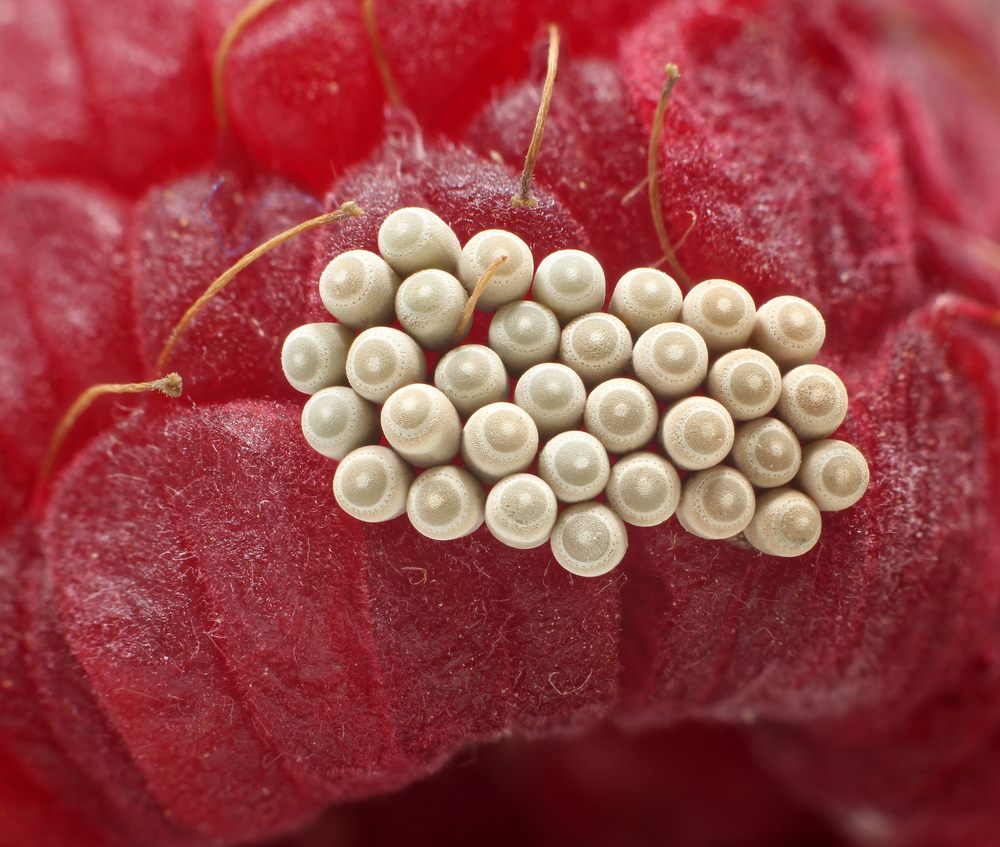 These tiny, tawny eggs belong to the red-shouldered stink bug (Thyanta custator).