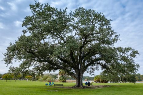 The Singing Tree.