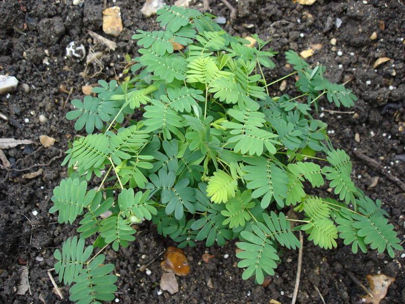 <em>Mimosa pudica</em>, with its leaves open ...