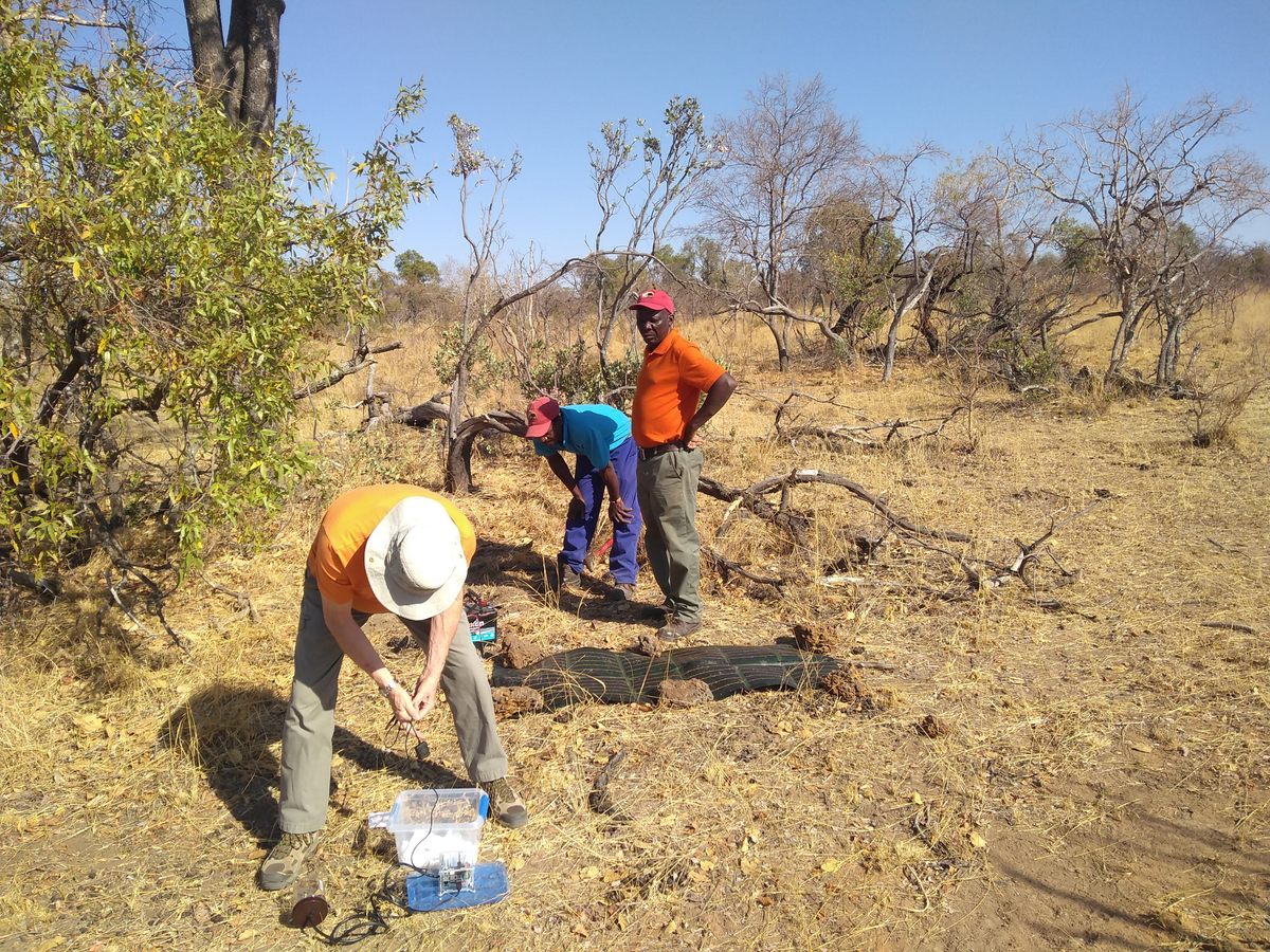 Researchers tested whether low-cost seismometers can be useful in elephant conservation.