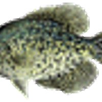 Profile image for fosshuywiese