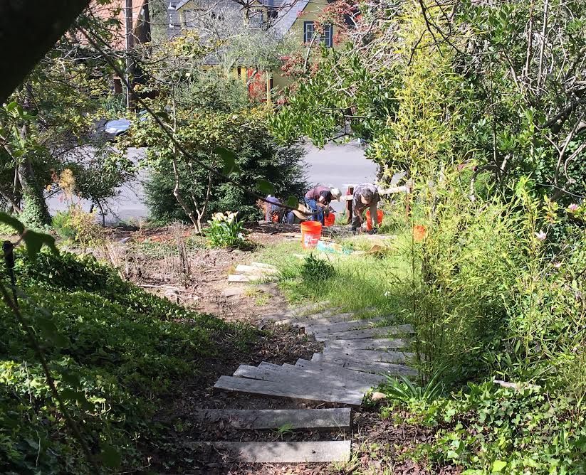 A Berkeley Path Wanderers Association work crew fixes up Miller Path East.