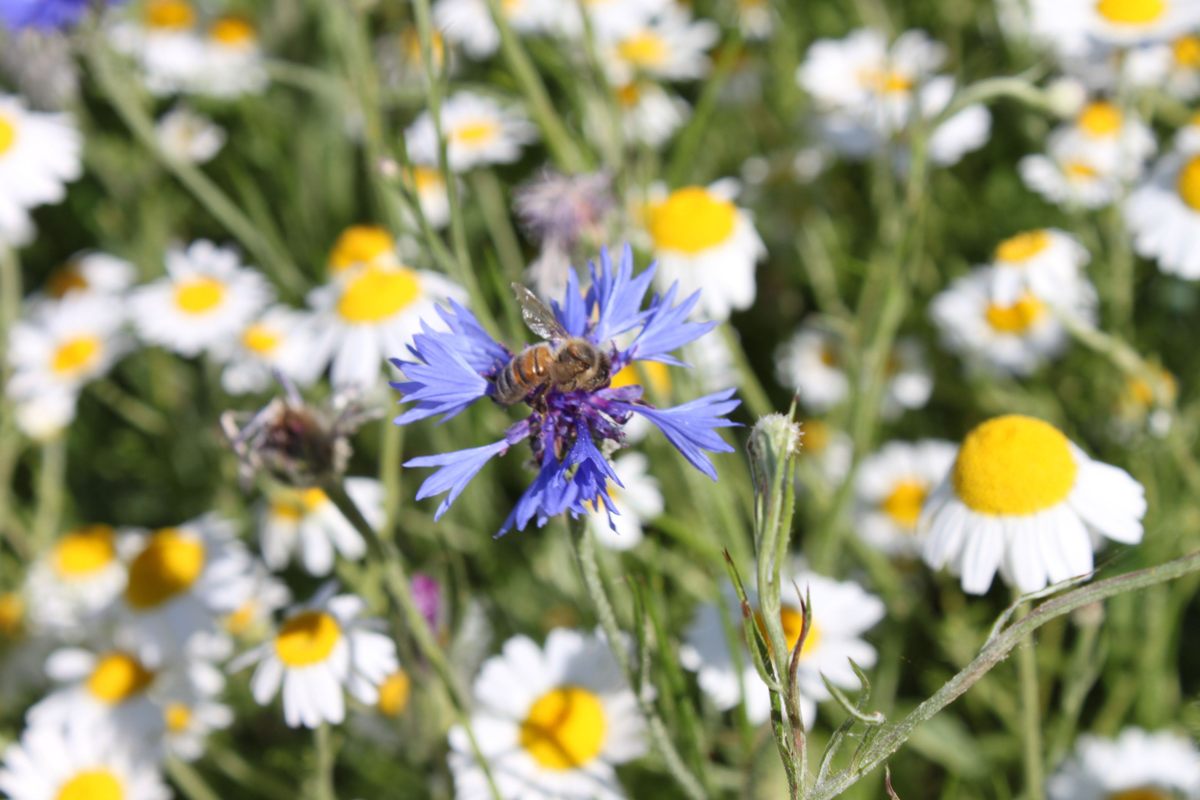 The loss of biodiversity in the U.K.—where gardening, nature shows, and walks in the countryside are beloved—was an impetus for the change.