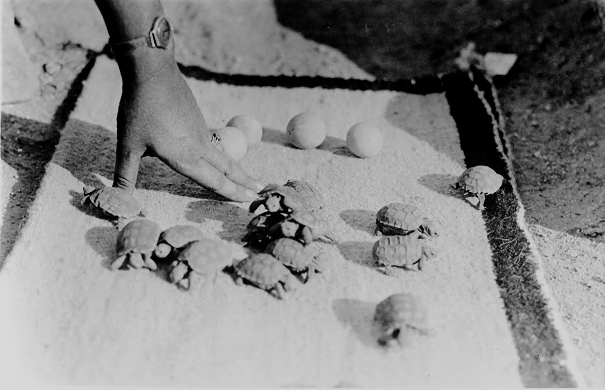 Newly hatched tortoises in Corn Springs, 1932.