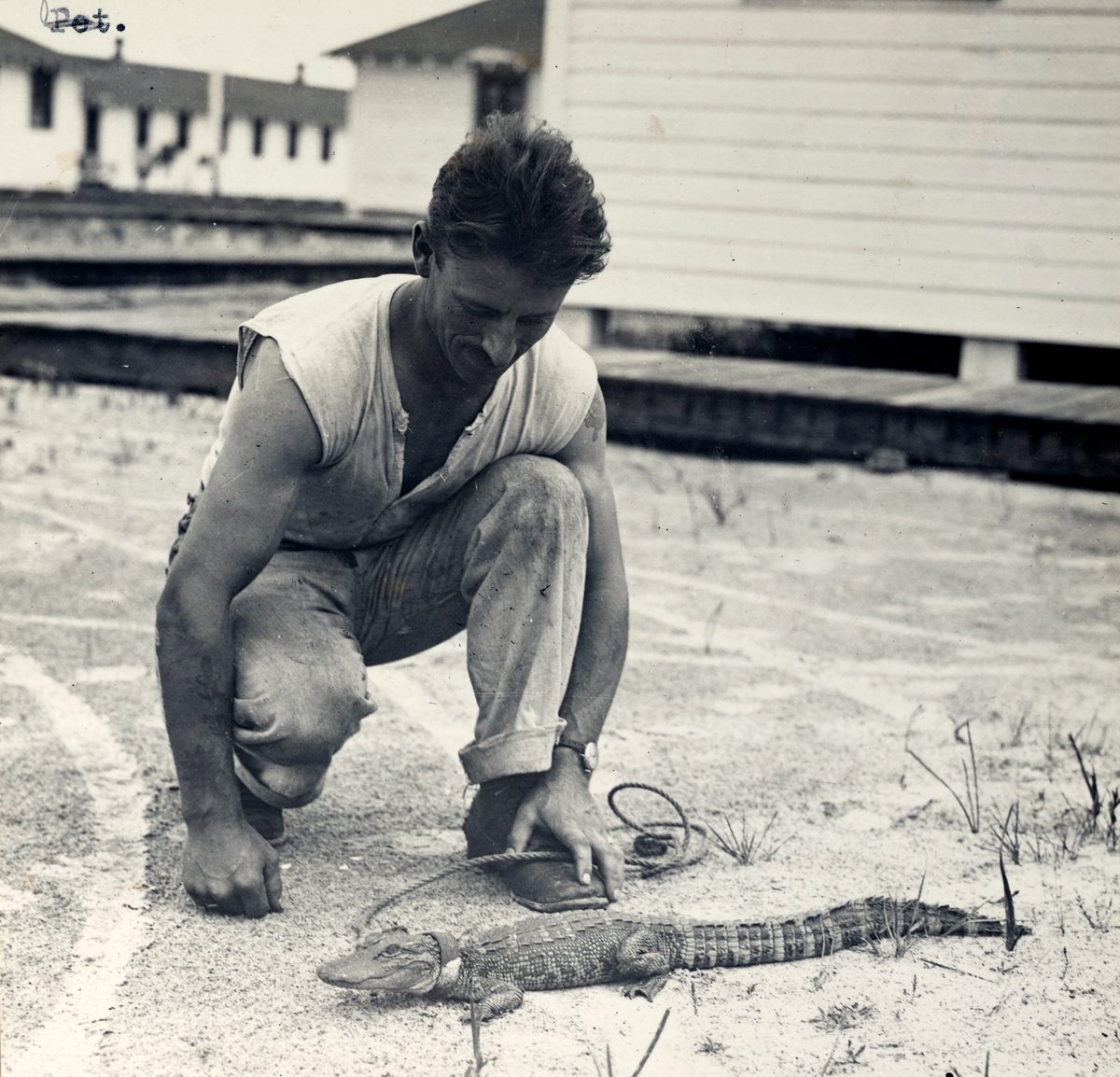 Some of the mascots were more atypical, like this baby reptile in Carlstrom Aviation Field in Arcadia, Florida.