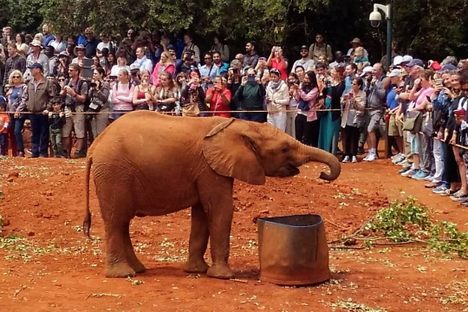 David Sheldrick Wildlife Trust
