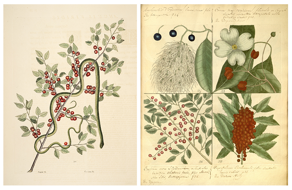 <em>Ilex vomitoria Aiton</em> of the family <em>Aquifoliaceae</em>.