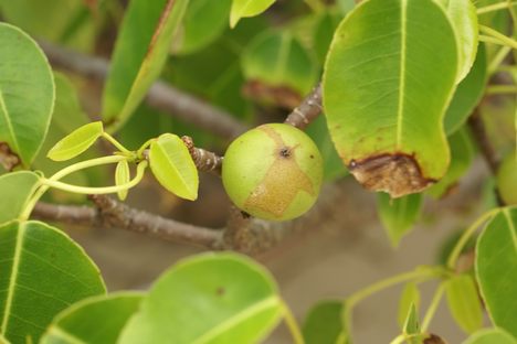 Do Not Eat, Touch, Or Even Inhale the Air Around the Manchineel Tree