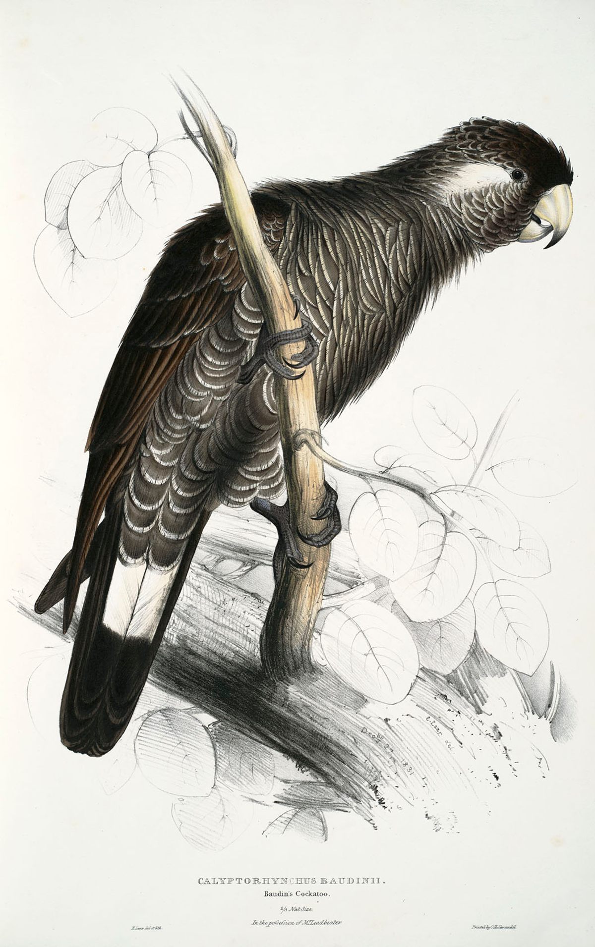 Baudin's cockatoo, a strange bird even by Lear's standards.