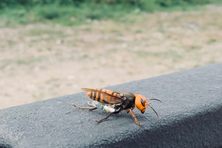 USDA and Washington State agriculture officials tagged this Asian giant hornet. Sept. 10, 2021.
