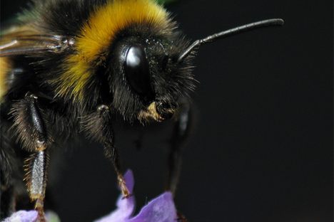 The Israeli Company Sending 500 Million Bees and Mites to Russia