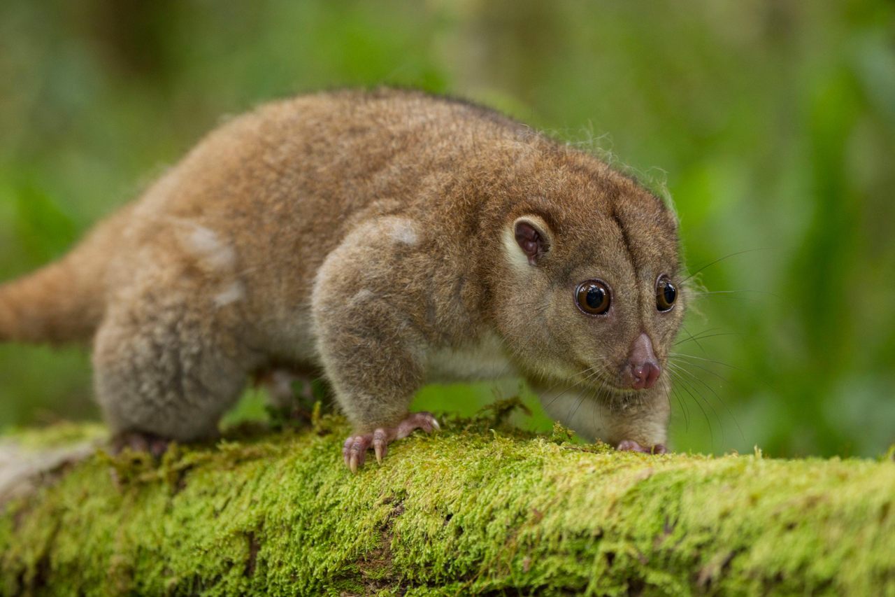 A Northern Common Cuscus in Indonesia's Gunung Mutis Nature Reserve.