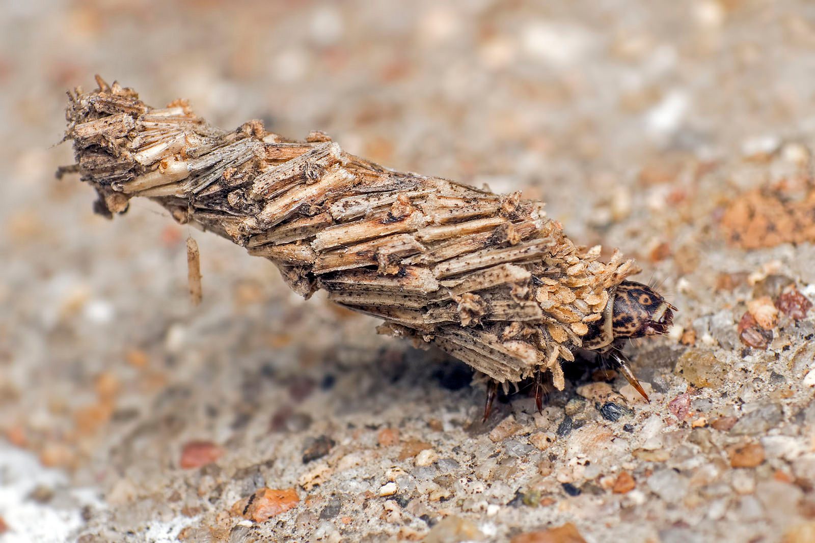 A bagworm caterpillar—what is that, indeed?