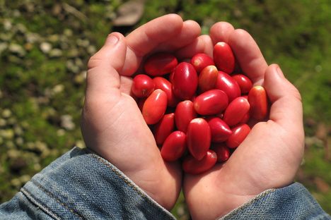 Miracle berries are native to Western Africa; locals have eaten them for centuries.