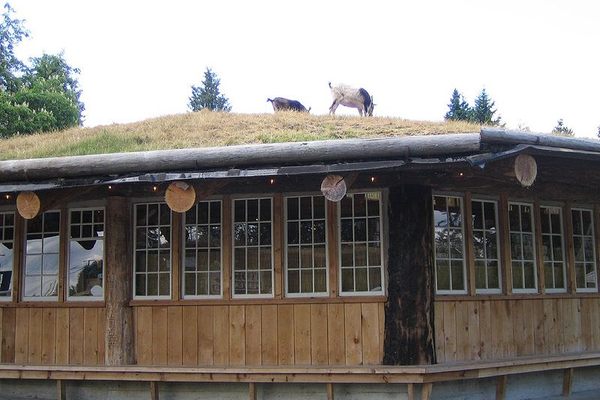 Goats on the roof.