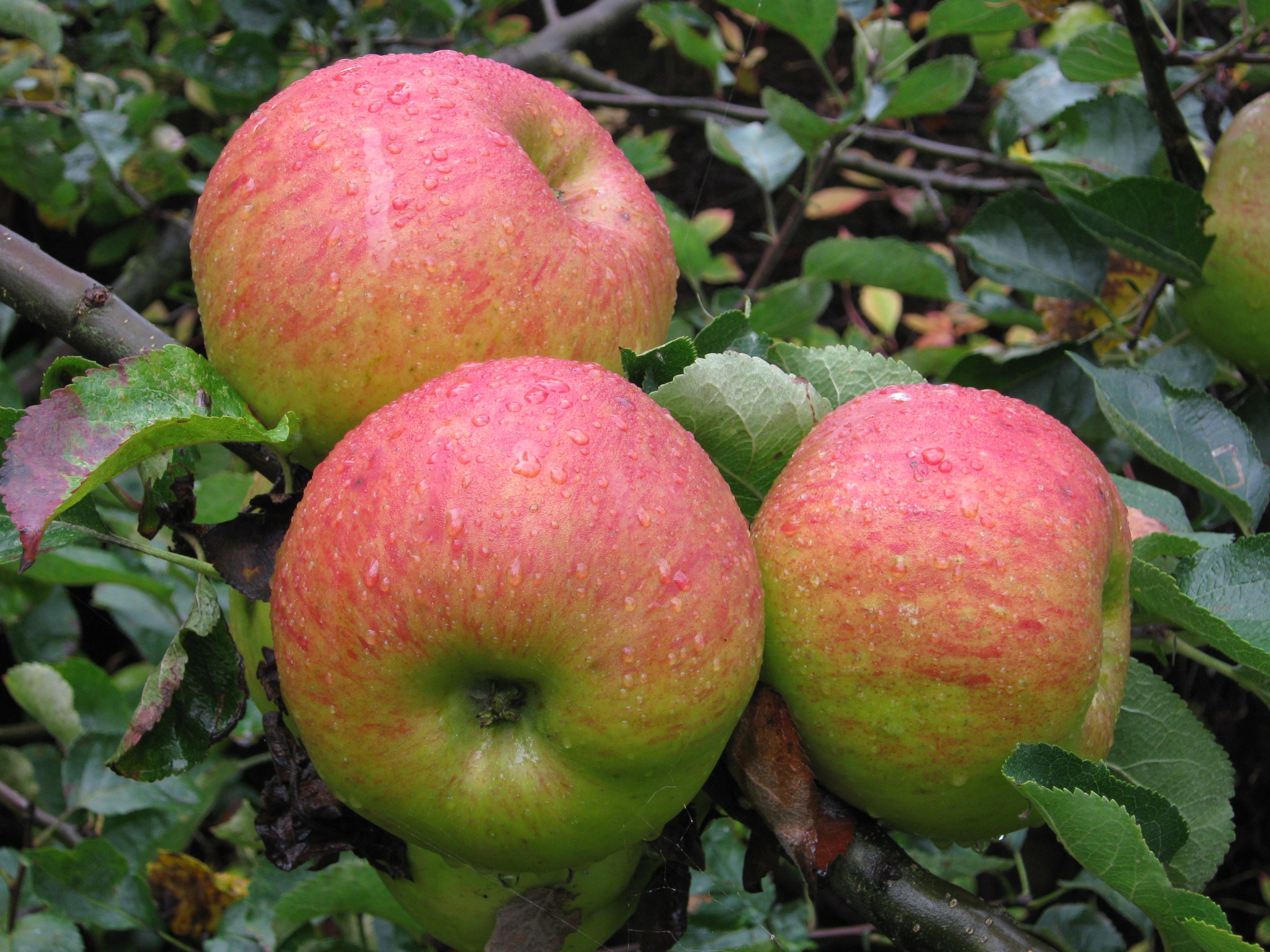 Bramley apples are usually used for cooking, rather than eating raw.