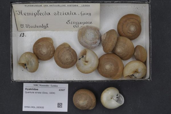 Quantula striata.