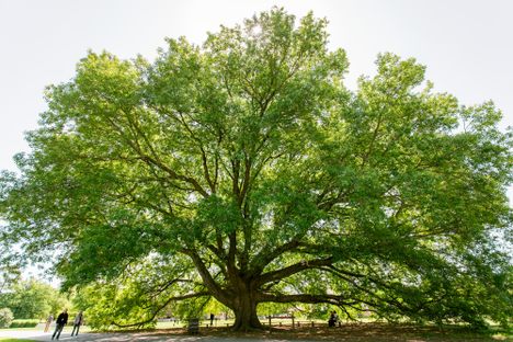 Williamsburg Arboretum’s National Champion Trees