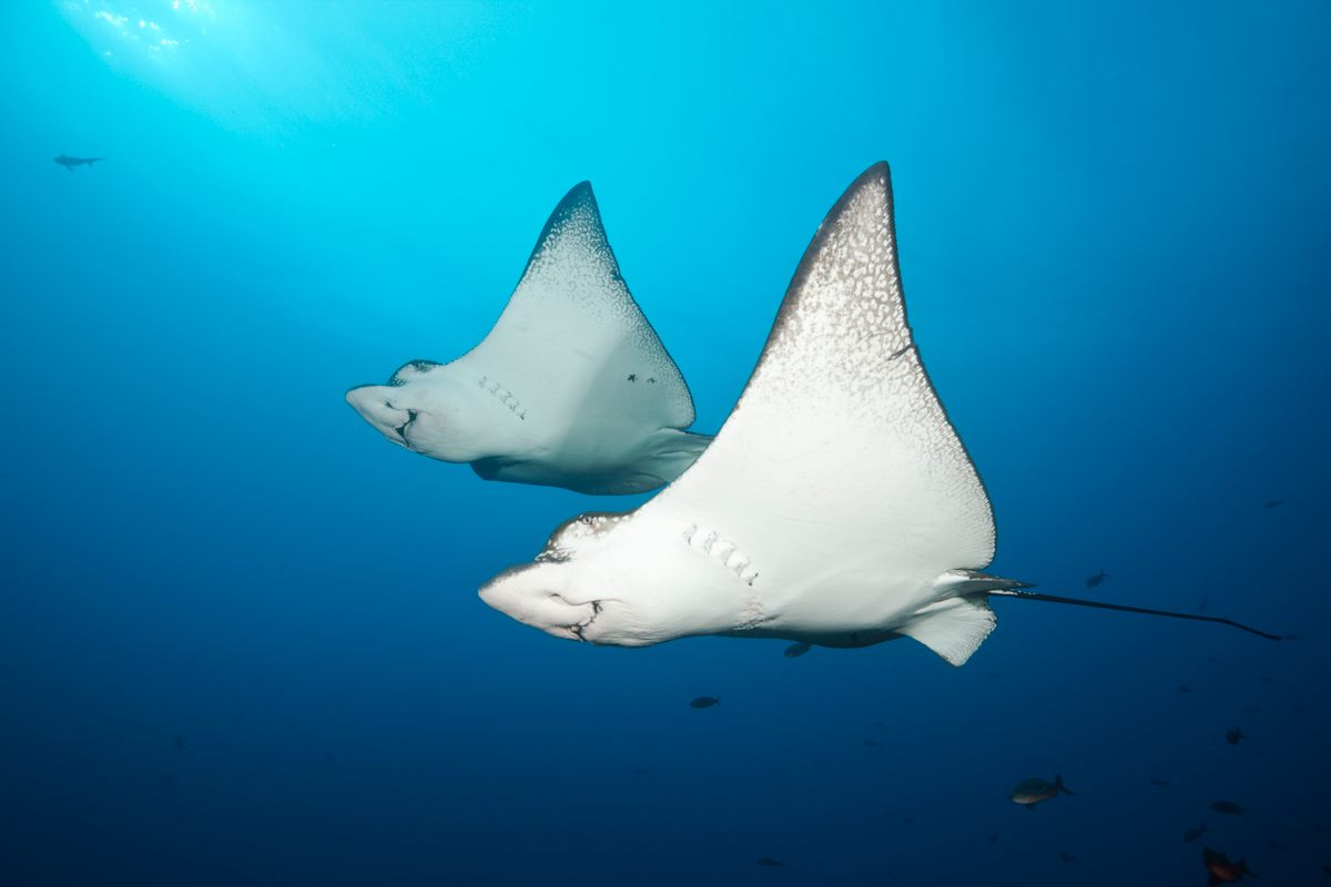 Spotted eagle rays travel near Wolf Island.