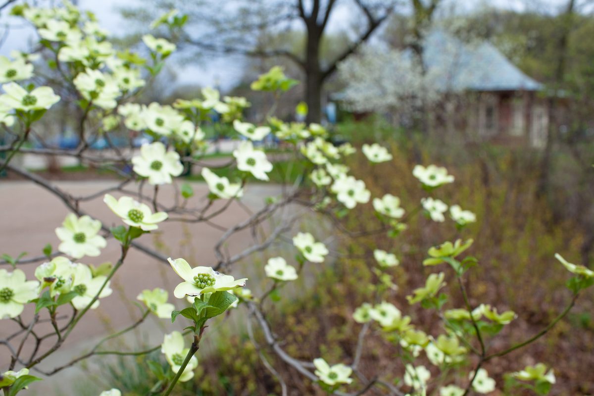 You can help researchers track when lilacs, dogwoods, and other species bloom in different places—without ever leaving your yard.