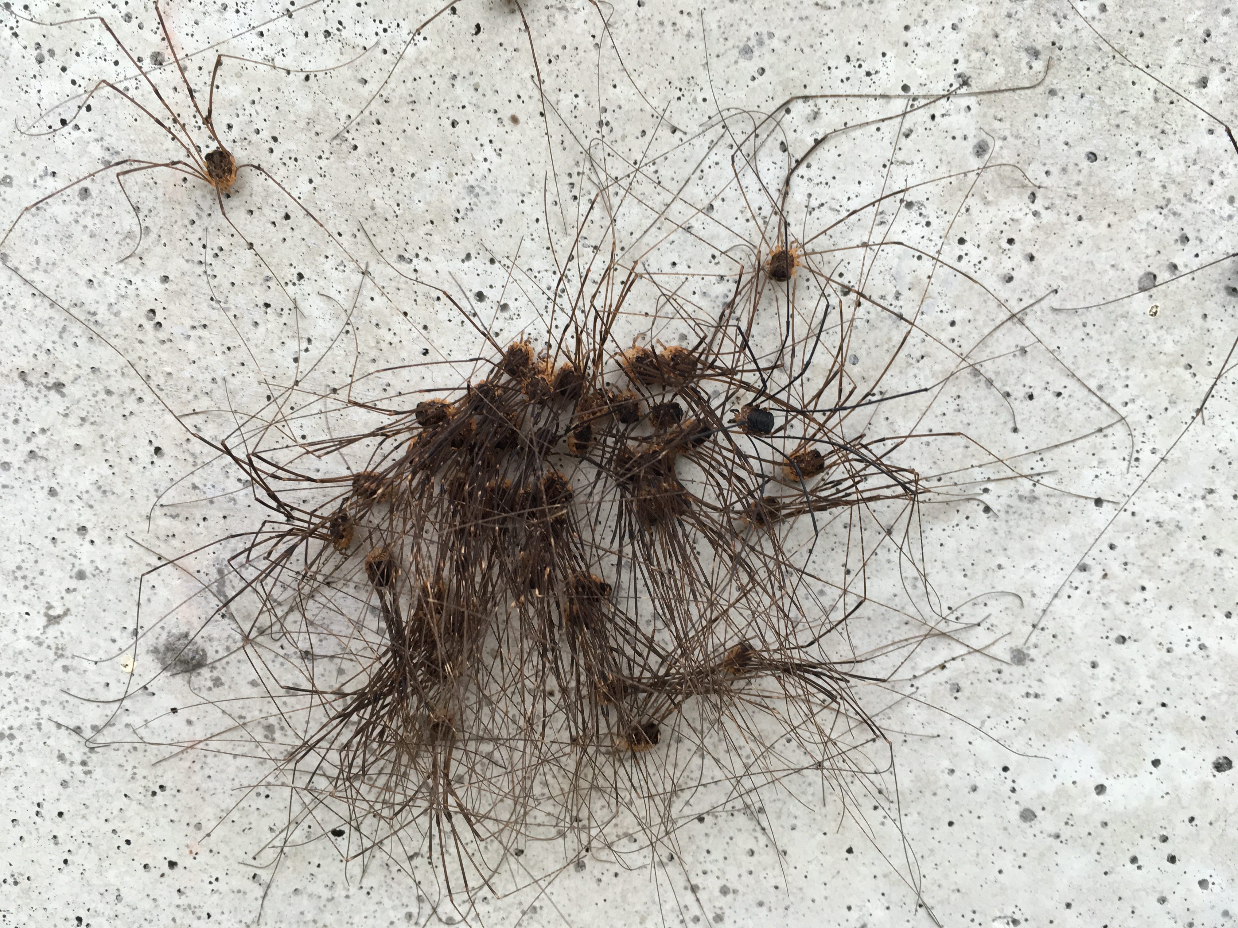 Northland Nature: Daddy longlegs — not actually spiders — abundant