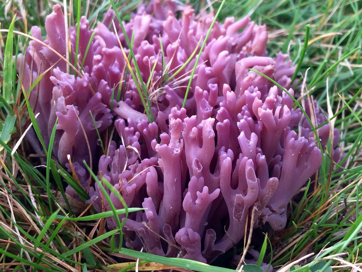 The violet coral, shown here in a patch of grass, looks like it belongs underwater.