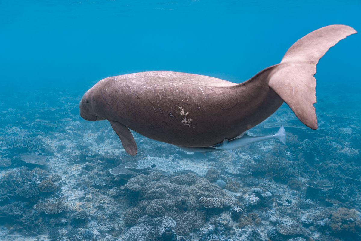 Dugongs have fluked tails, which may have contributed to mermaid lore.