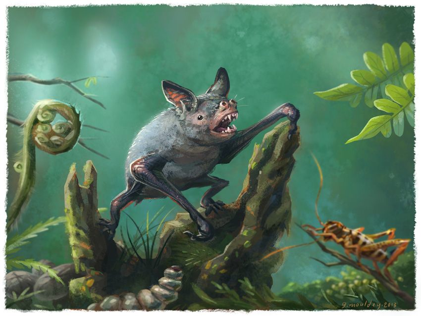 Illustration of an extinct New Zealand burrowing bat by Gavin Mouldey.