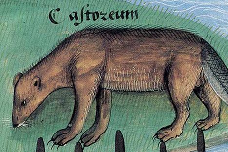 An illustration showing a beaver with a fish tail, c. 1480.