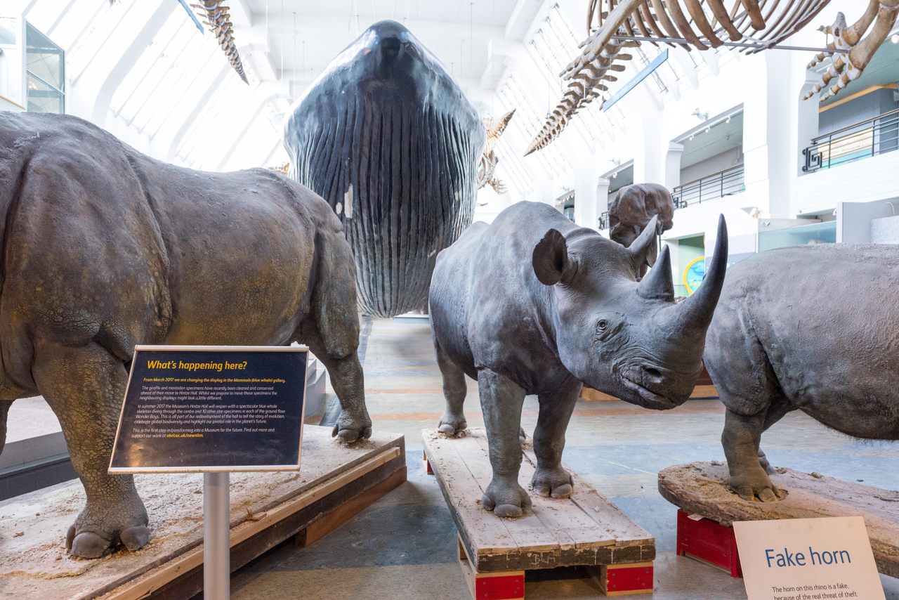 Many museums make it clear that their rhino horns are replicas.