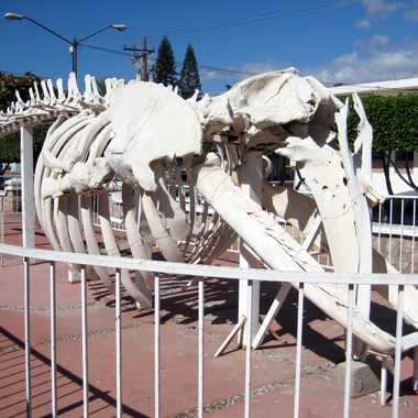  A whale skeleton on display outside of the museum.