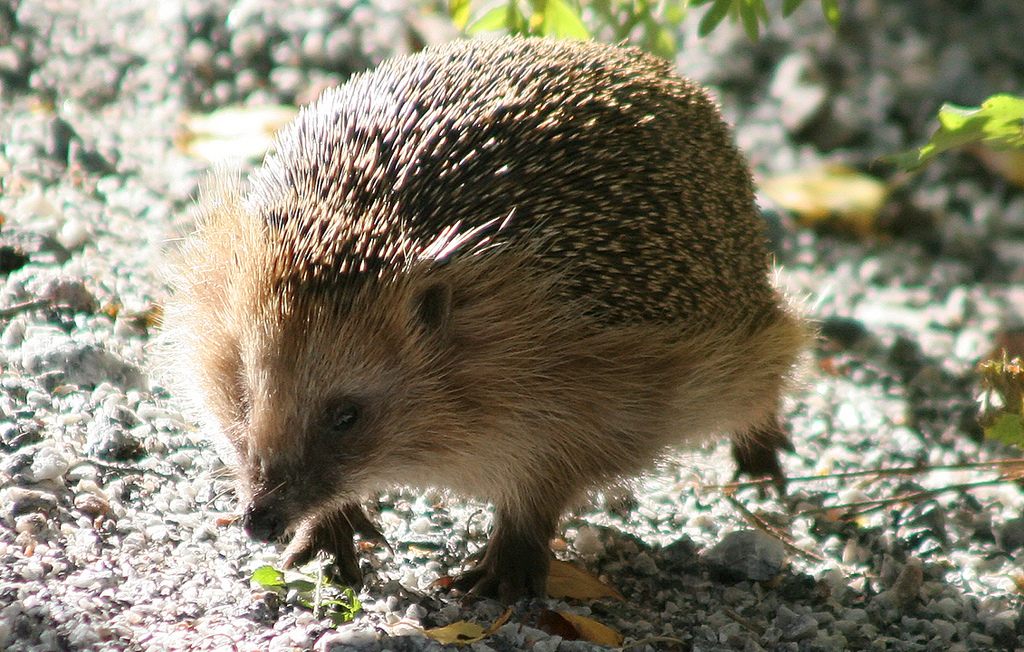 Hedgehogs have many admirers in Britain, but no one is sure how many there are. 