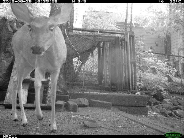 A deer, surveilled.