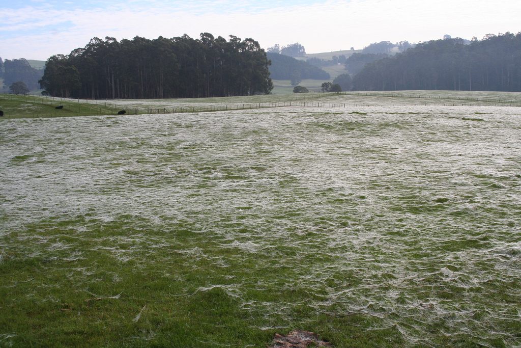 Spider ballooning across a field.