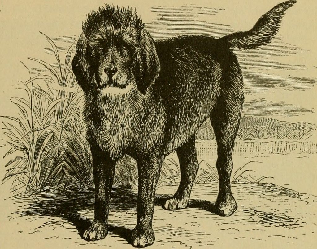 The breed of the turnspit dog is believed to have been either Welsh Corgis or a type of terrier.