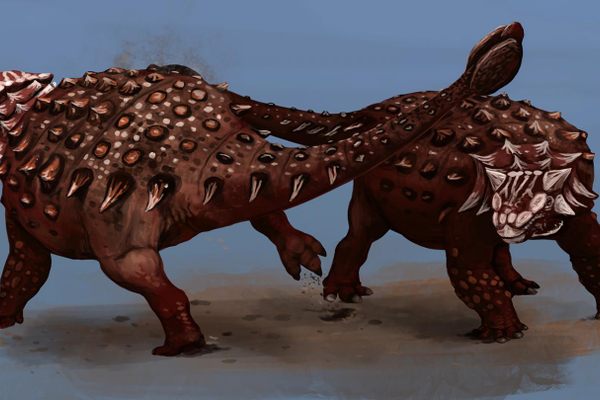 Two Ankylosaurus come to blows. 