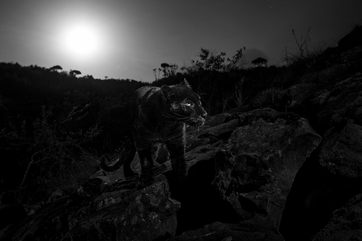 "The black leopard with the full moon setting behind. This photograph was taken in the spot suggested by Mohammed Parasulan, a local Maasai who first told me about seeing
the black leopard on the rocks above Luisa’s house, Laikipia County, Kenya, January 2019."