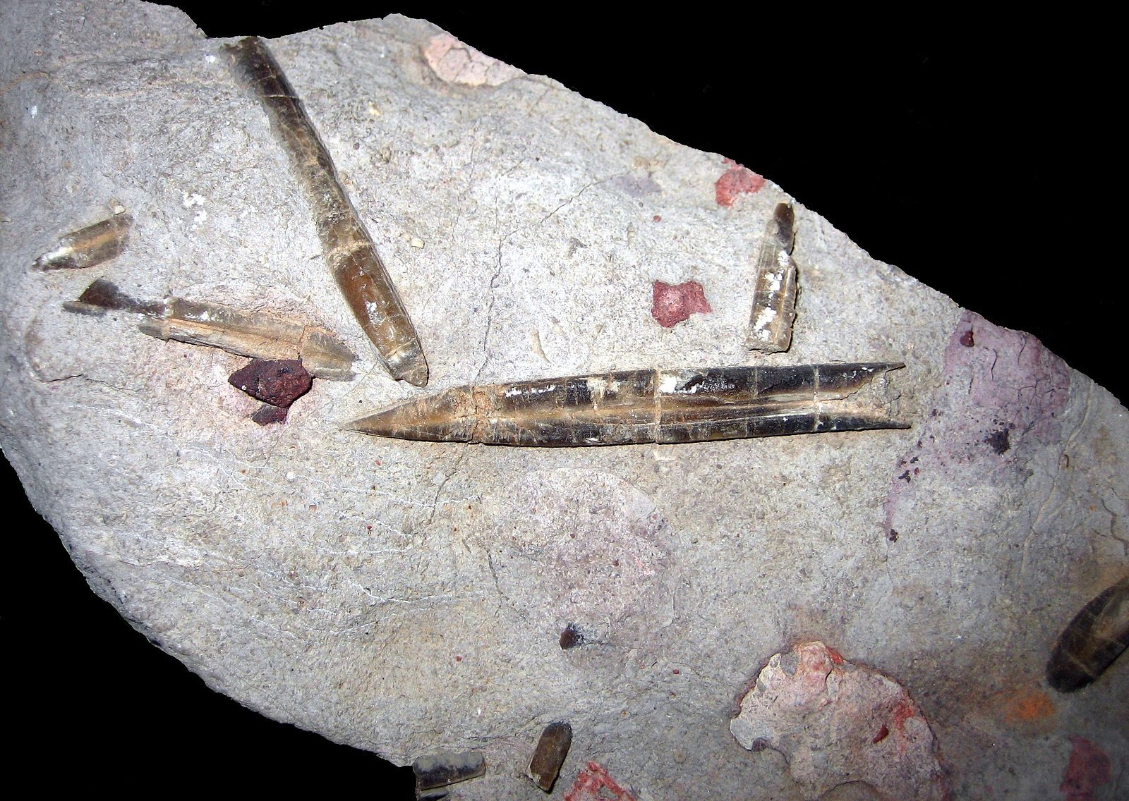 Dagger-like belemnites from England.