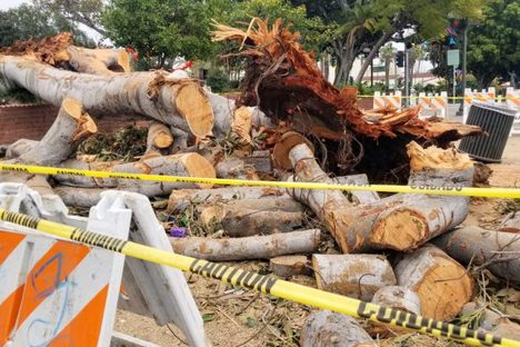 The remains of the tree.
