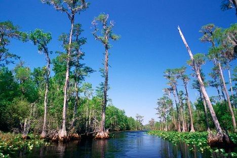 Swamped: Gorillas, Dolphins And More Snippets From Inside The World's Wetlands