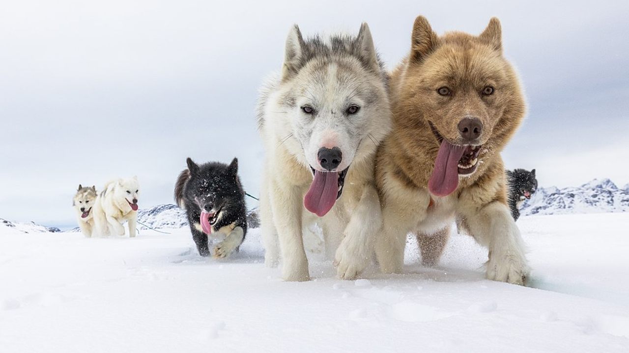 are greenland dogs good sled dogs