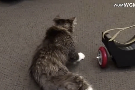 This Blind Kitten Got a Wheelchair, Thanks to Some Eighth-Graders