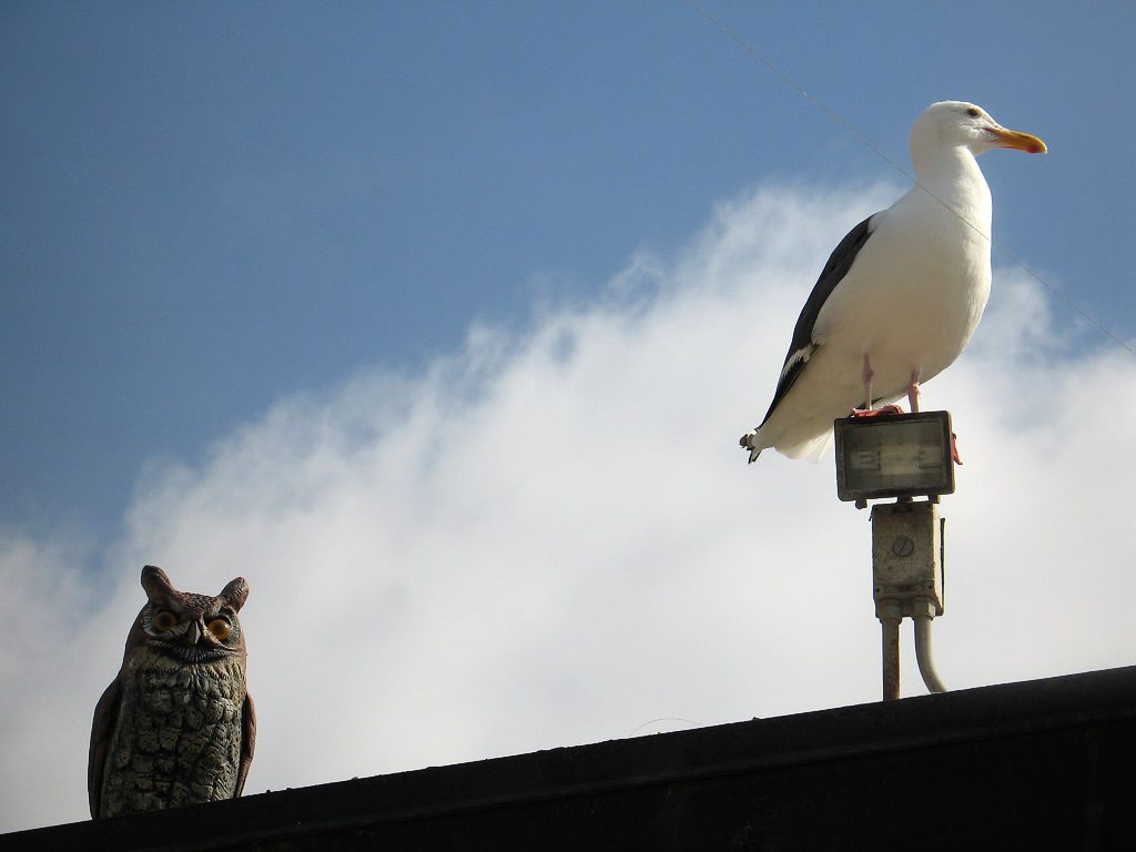A seagull, unimpressed with human ingenuity.