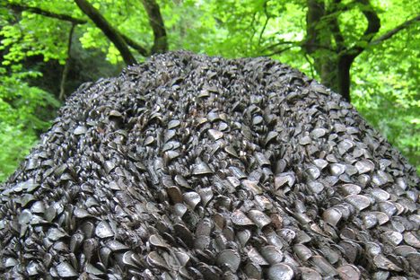 Wishing Trees: Where Money Grows in the Branches